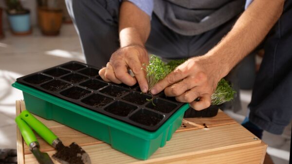 Kit de cultivo